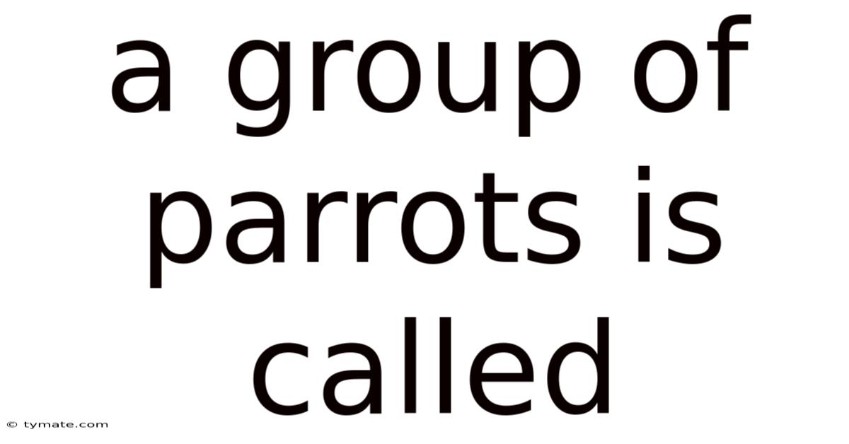 A Group Of Parrots Is Called