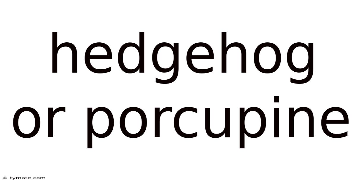Hedgehog Or Porcupine