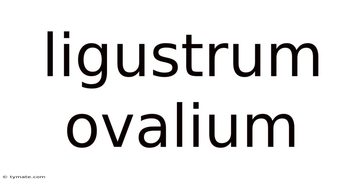 Ligustrum Ovalium