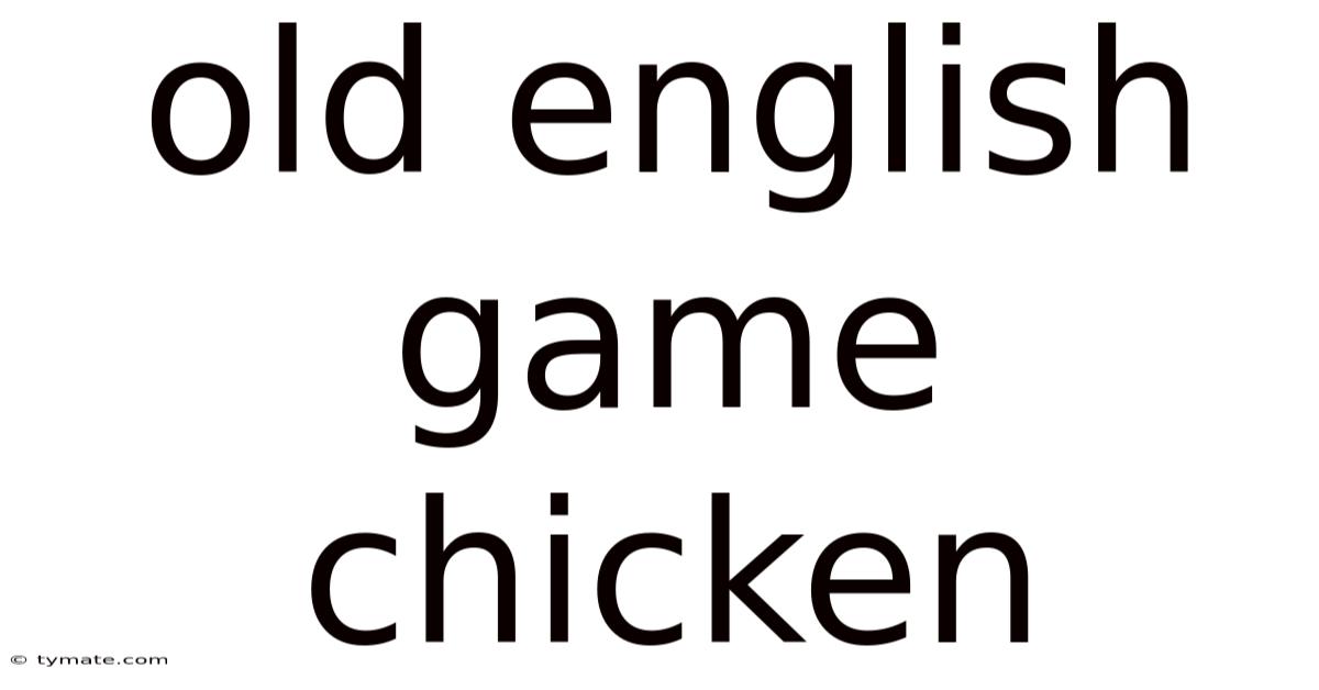 Old English Game Chicken