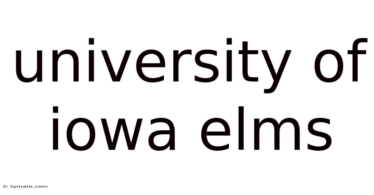 University Of Iowa Elms