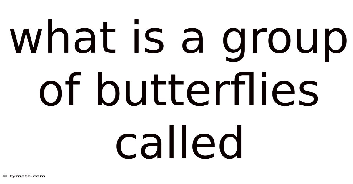 What Is A Group Of Butterflies Called