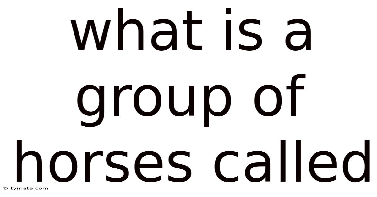 What Is A Group Of Horses Called